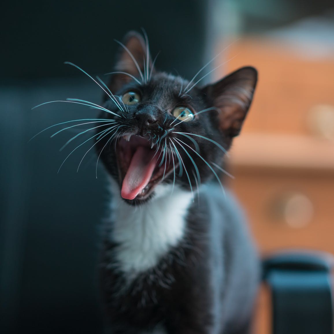 Cat for adoption