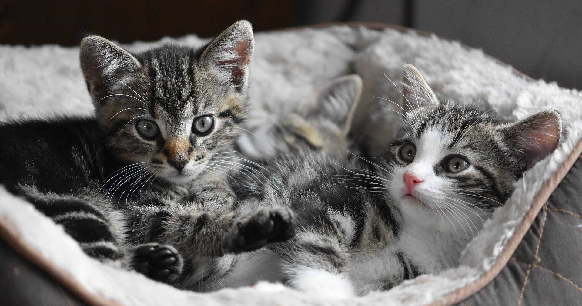 We are Smudge and Stripe