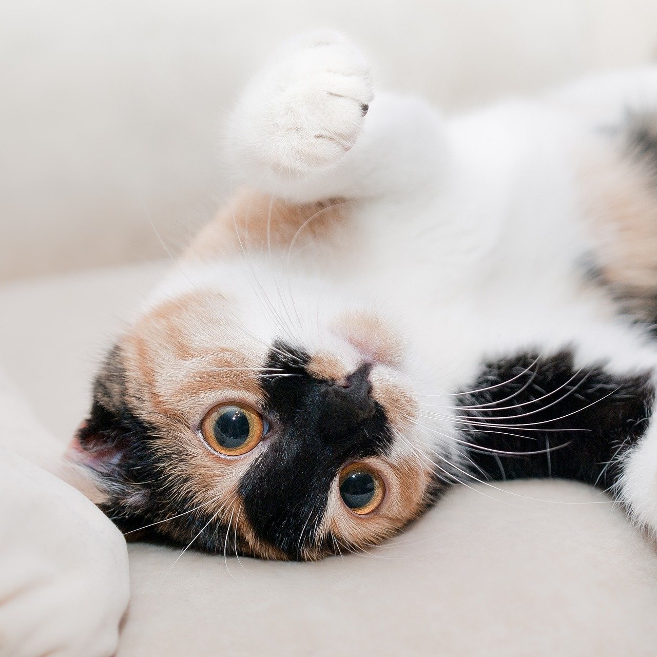 Cat for adoption