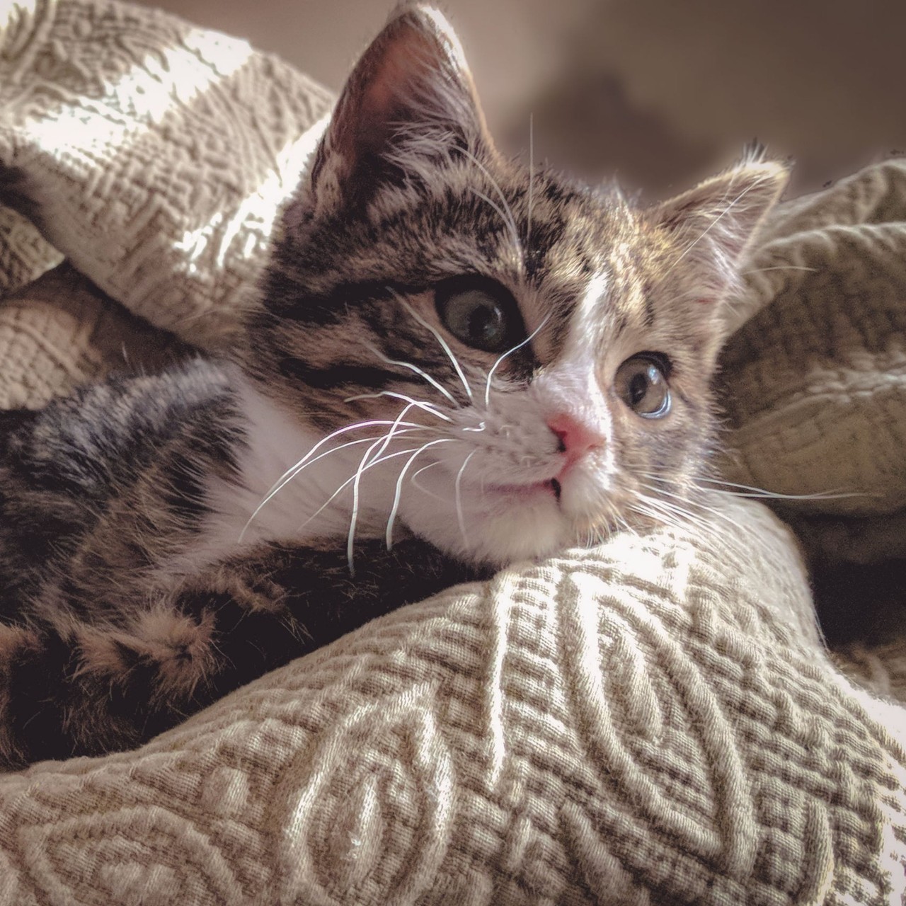 Cat for adoption