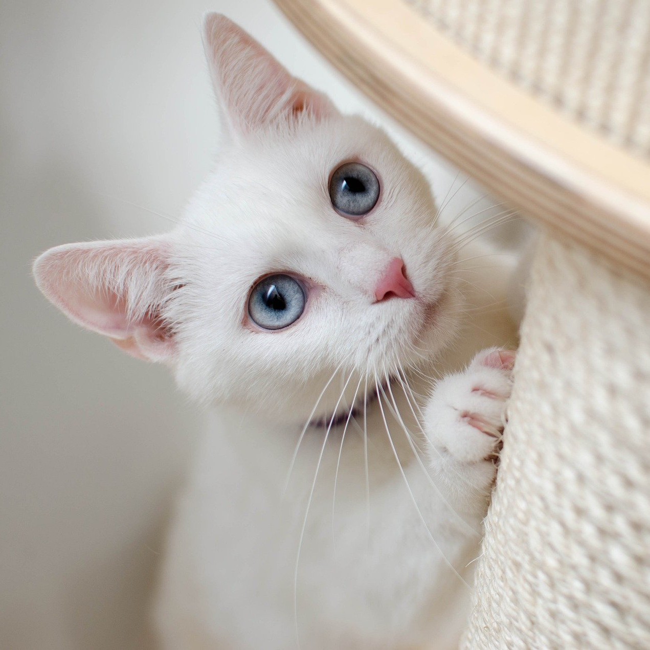 Cat for adoption