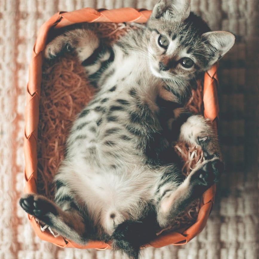 Cat for adoption